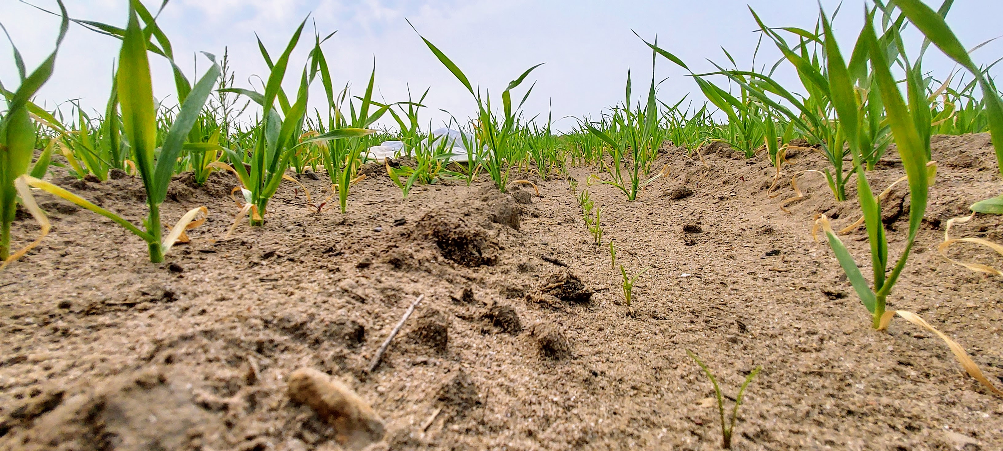 Carrot seedlings coming up from the ground.